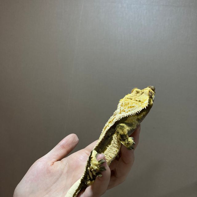 쿼드 풀핀