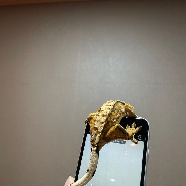 트라이