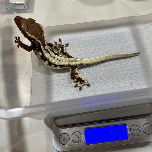 프라푸치노