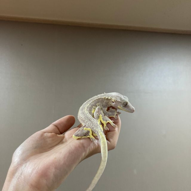 팬텀 릴리화이트 레드