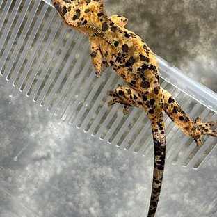 달마시안 슈퍼달마시안