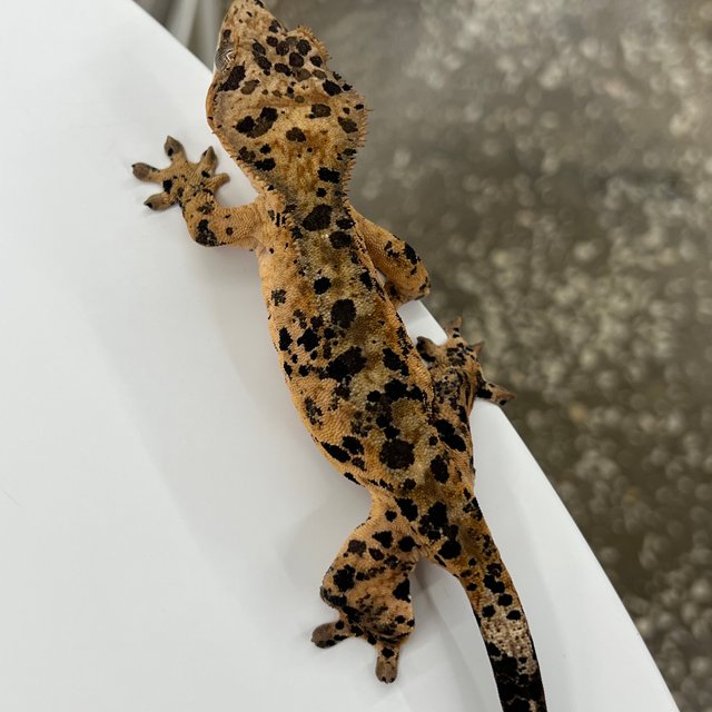 달마시안 슈퍼달마시안