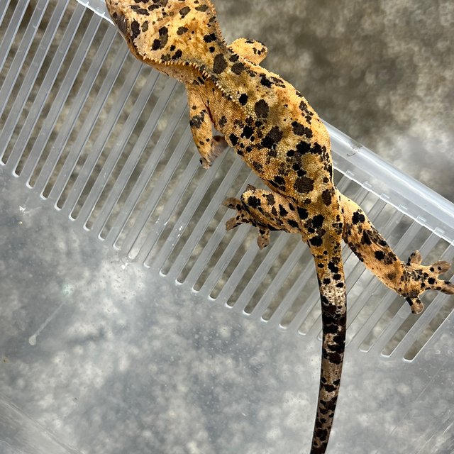 달마시안 슈퍼달마시안