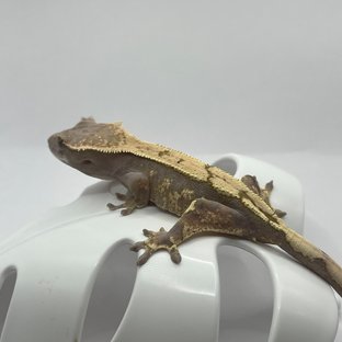 세이블 100%헷아잔틱