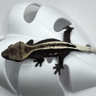 아잔틱 풀핀 쿼드 슈퍼스트라이프