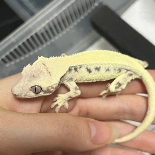 릴리 세이블 솔리드백