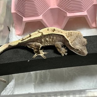 세이블 100%헷아잔틱