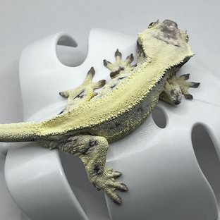 릴리 세이블 솔리드백