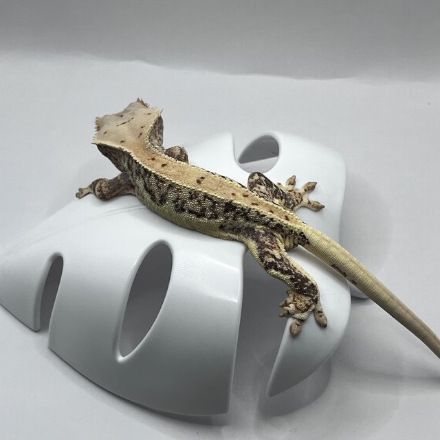 트라이 릴리화이트