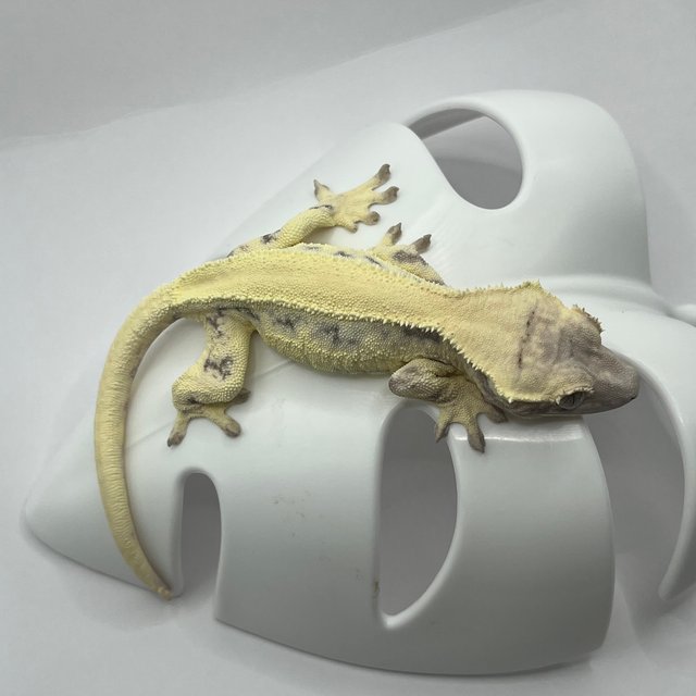 릴리 세이블 솔리드백