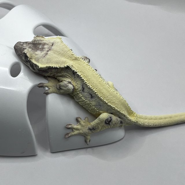 릴리 세이블 솔리드백