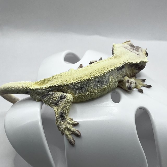 릴리 세이블 솔리드백