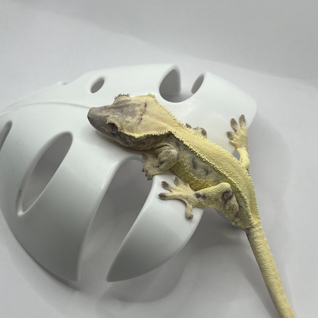 릴리 세이블 솔리드백