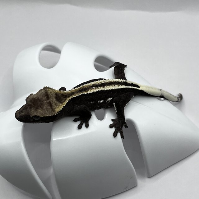 아잔틱 풀핀 쿼드 슈퍼스트라이프