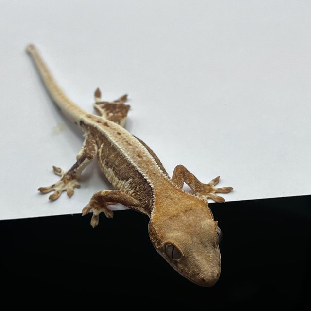 릴리100%헷아잔틱