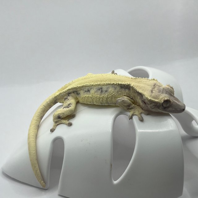 릴리 세이블 솔리드백