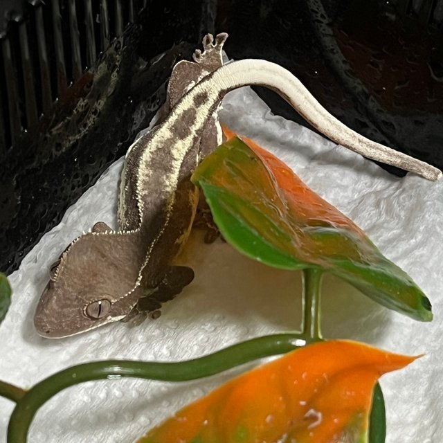 릴리 세이블 팬텀 다크