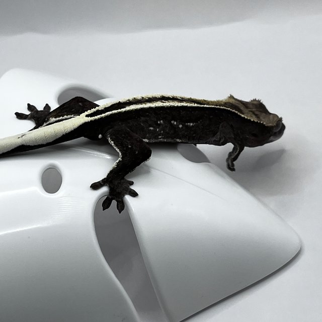 아잔틱 풀핀 쿼드 슈퍼스트라이프