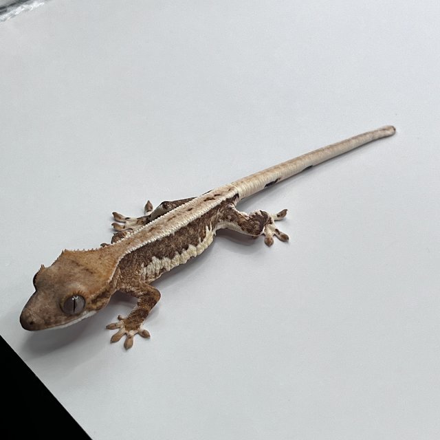 릴리100%헷아잔틱