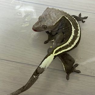 웨이