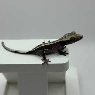 아잔틱