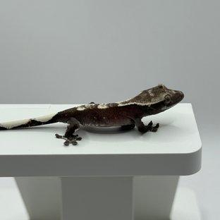 아잔틱