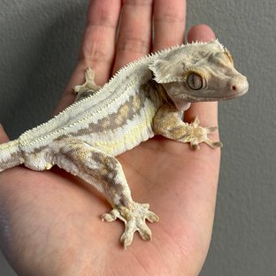 릴리100%헷아잔틱