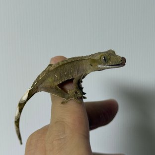 100%헷아잔틱