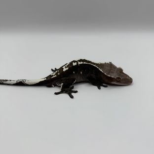 아잔틱