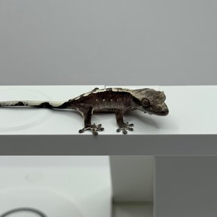 아잔틱