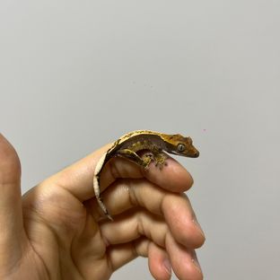 100%헷아잔틱