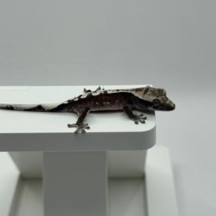 아잔틱