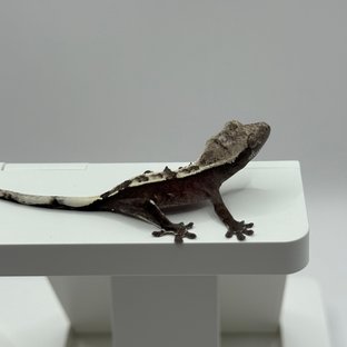 아잔틱