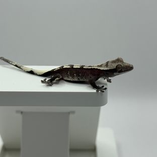 아잔틱