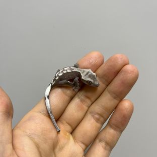 아잔틱