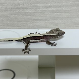 릴잔틱