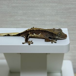 릴리100%헷아잔틱