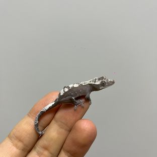 아잔틱