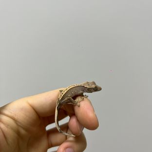 100%헷아잔틱