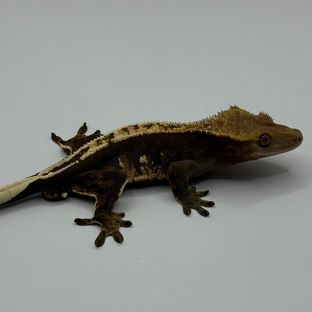 100%헷아잔틱