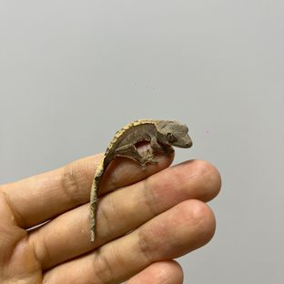 100%헷아잔틱