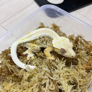 두부