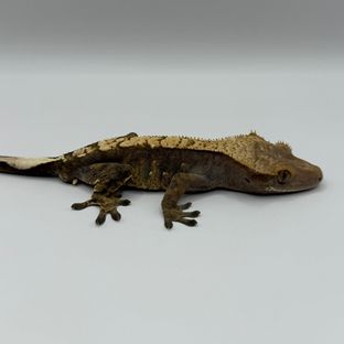 100%헷아잔틱