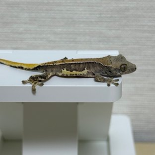 릴리100%헷아잔틱