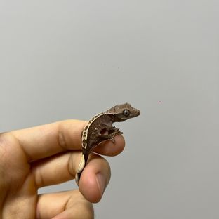 100%헷아잔틱