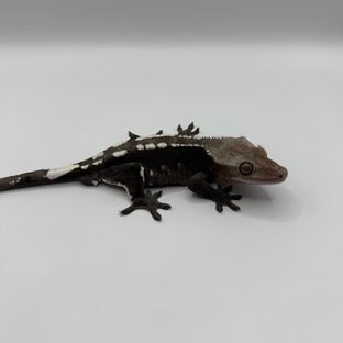 아잔틱