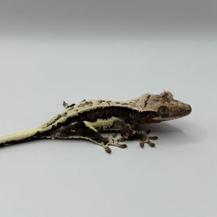 릴리 세이블