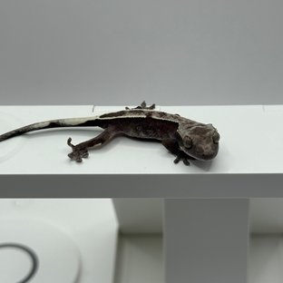 아잔틱