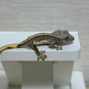 릴리100%헷아잔틱