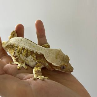 포에버